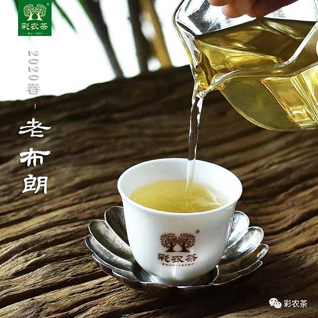 彩农茶2023春老布朗普洱茶