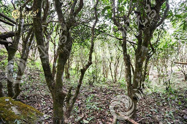 润元昌茶山行第二站班盆