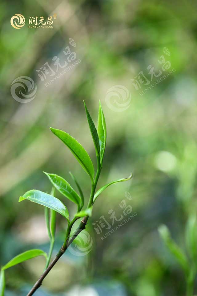 润元昌茶山行第二站班盆