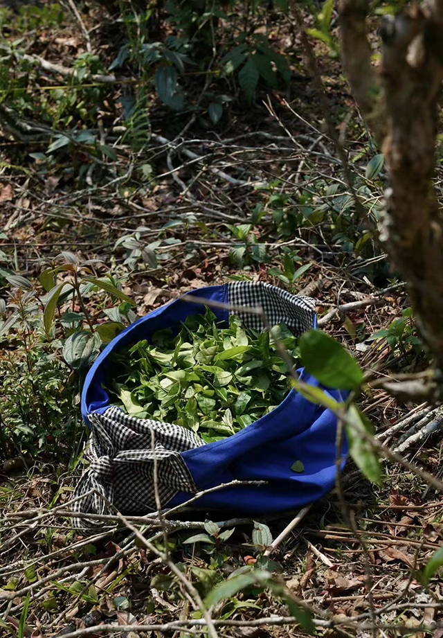 暖暖说茶