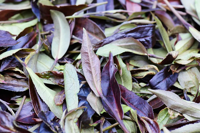 彩农茶紫鹃2023头春白茶品质特点