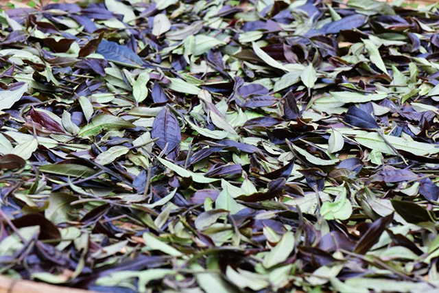 彩农茶紫鹃2023头春白茶品质特点