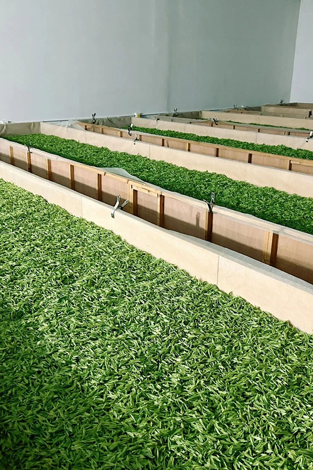 祥源茶安吉白茶绿茶品质特点