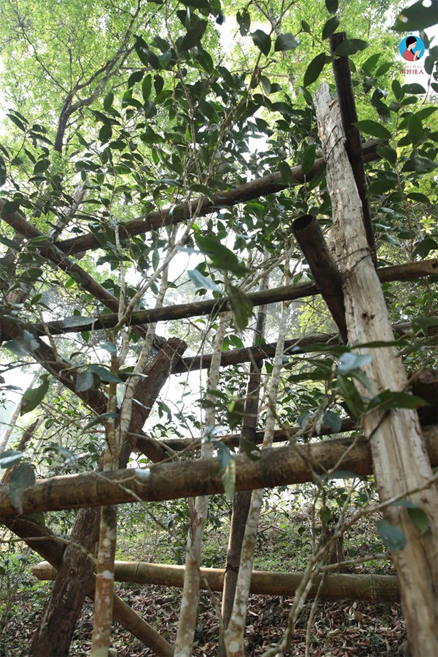 南茗佳人茶山行