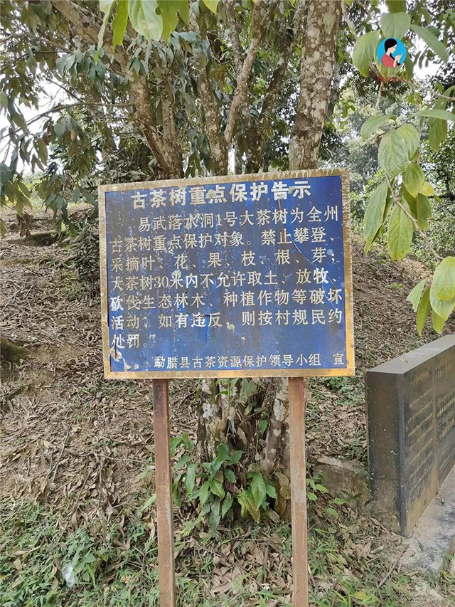 南茗佳人茶山行