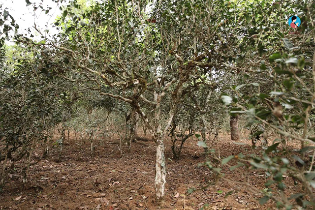 南茗佳人茶山行