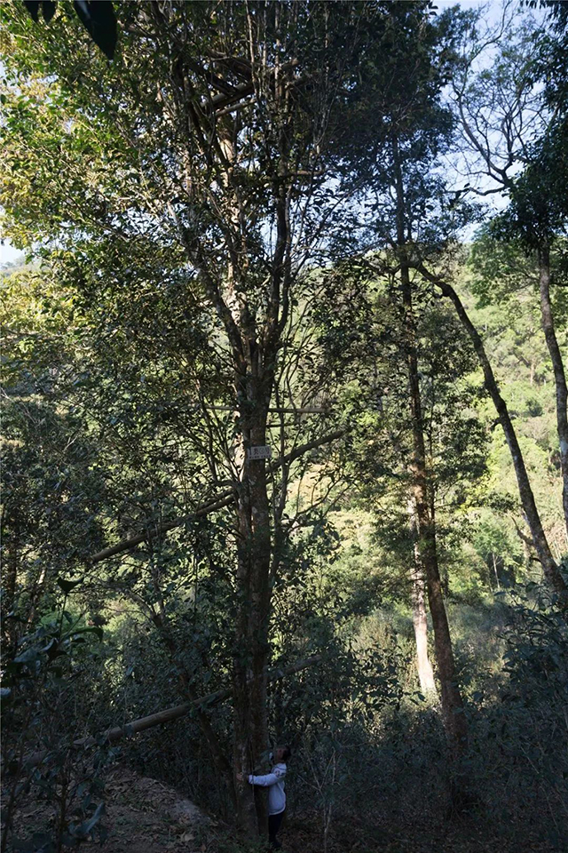 南茗佳人茶山行