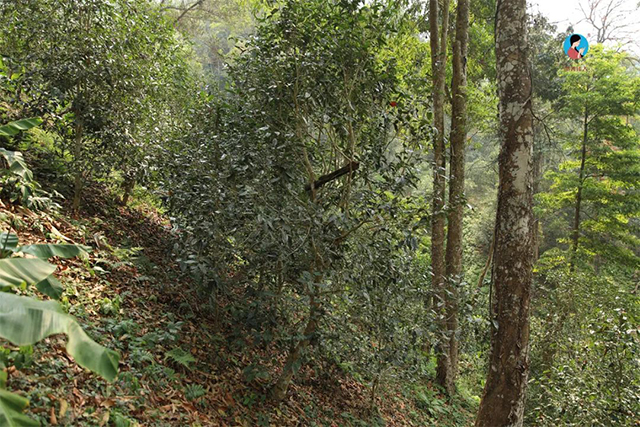 南茗佳人茶山行