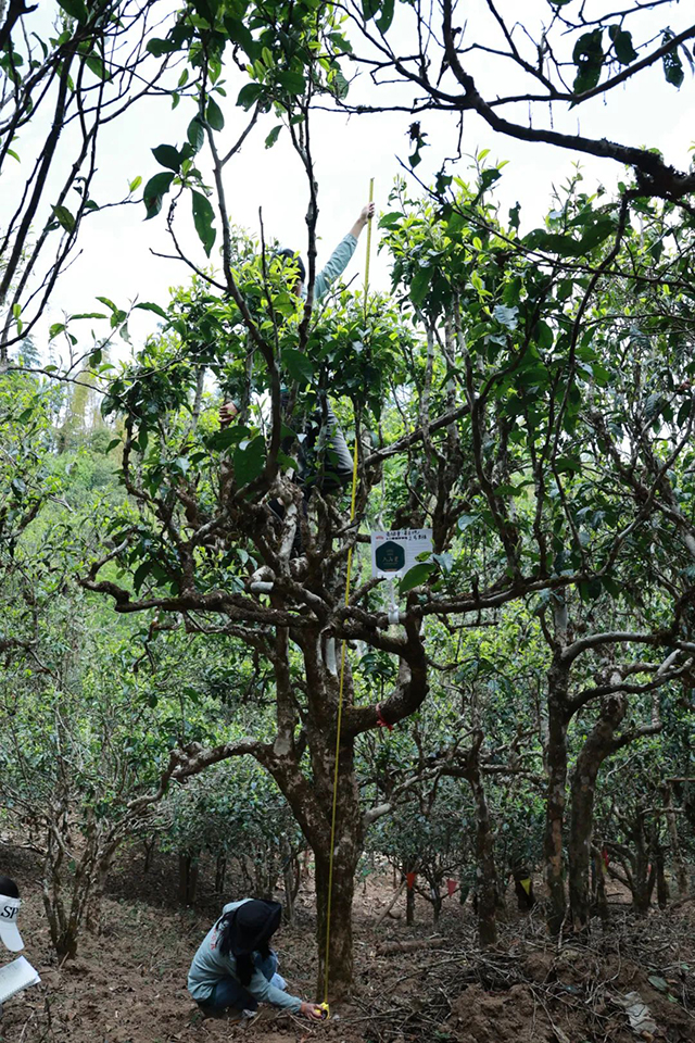 海湾茶业2023入山里春茶季纪实4月2日老班章单株开采