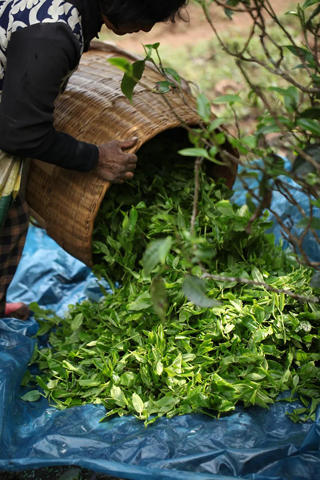 荣瑞祥2023年隐春茶普洱茶品质特点