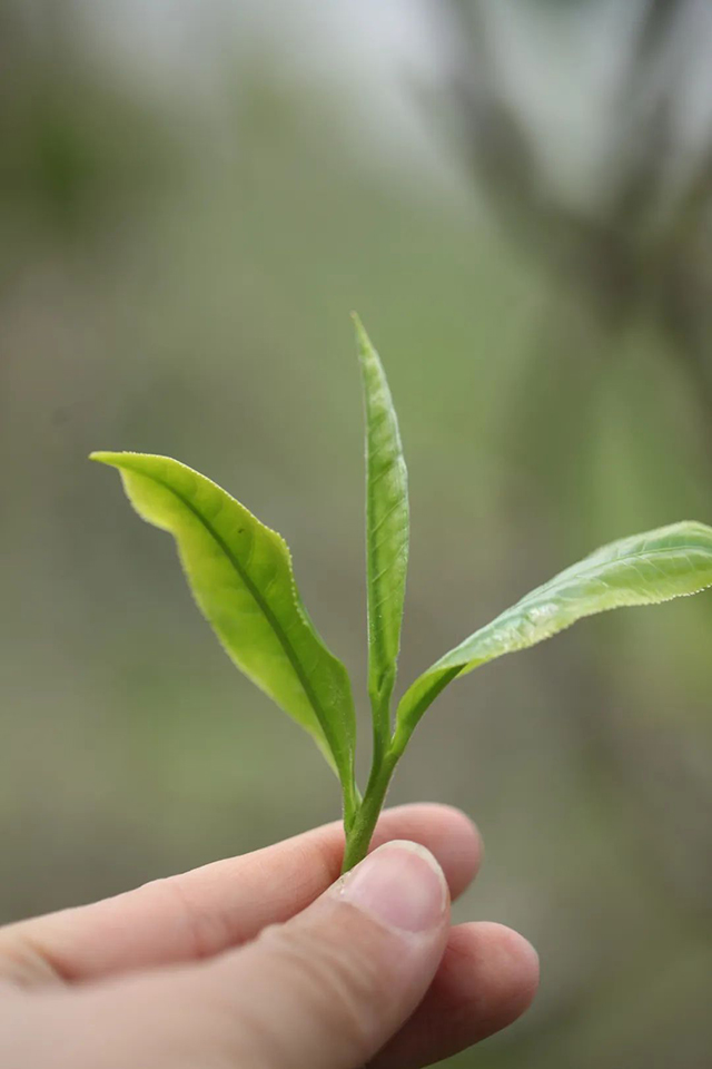 荣瑞祥2023年隐春茶普洱茶品质特点