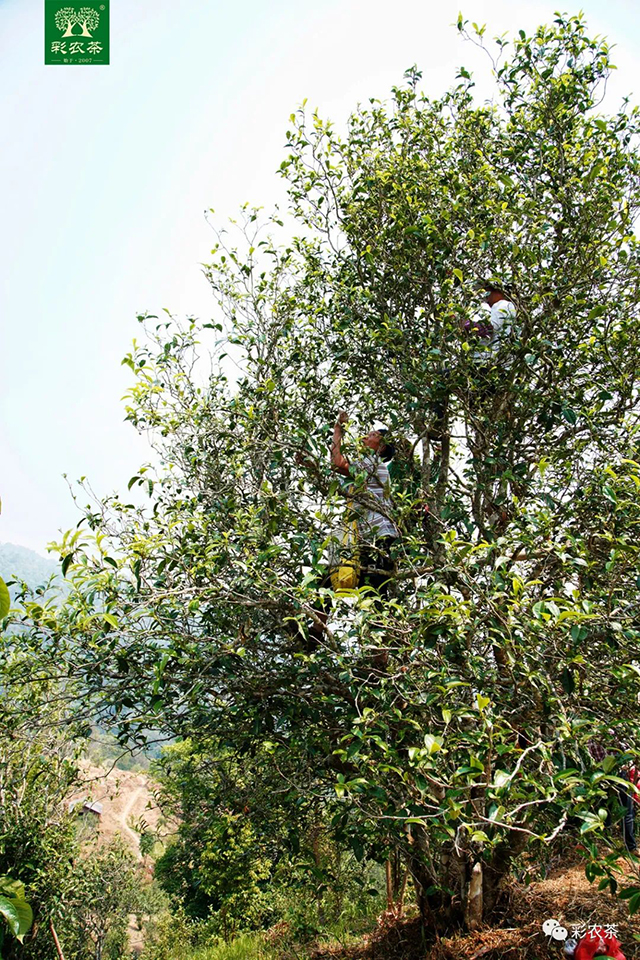 彩农茶曼糯2023春古树纯料圆茶普洱茶