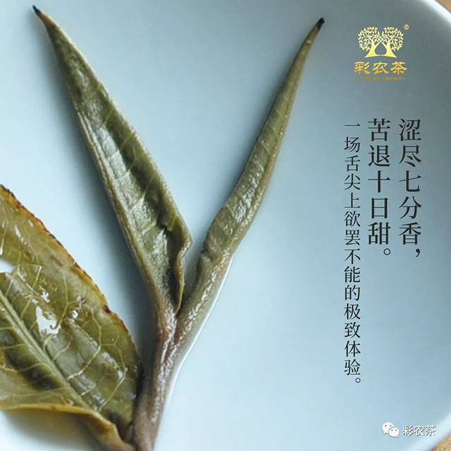 彩农茶老曼峨2023春古树纯料圆茶普洱茶