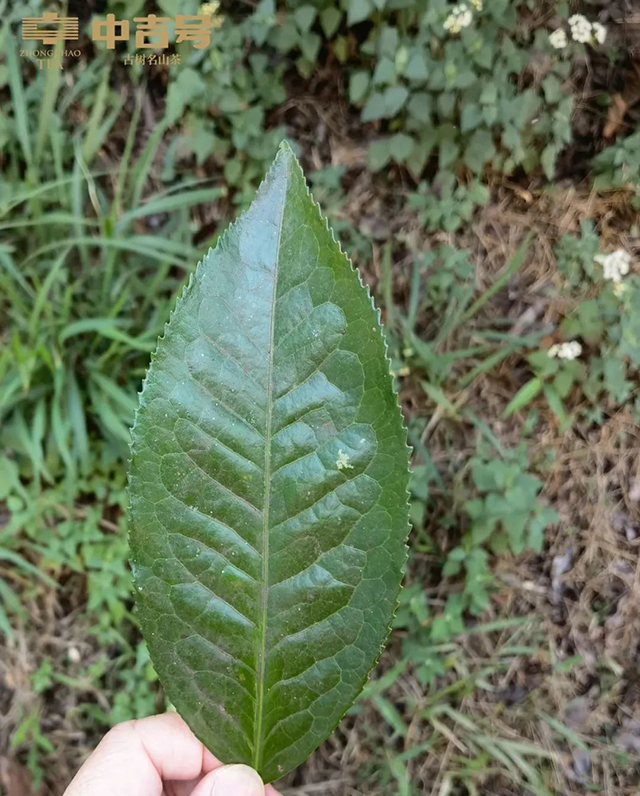 中吉号茶山行