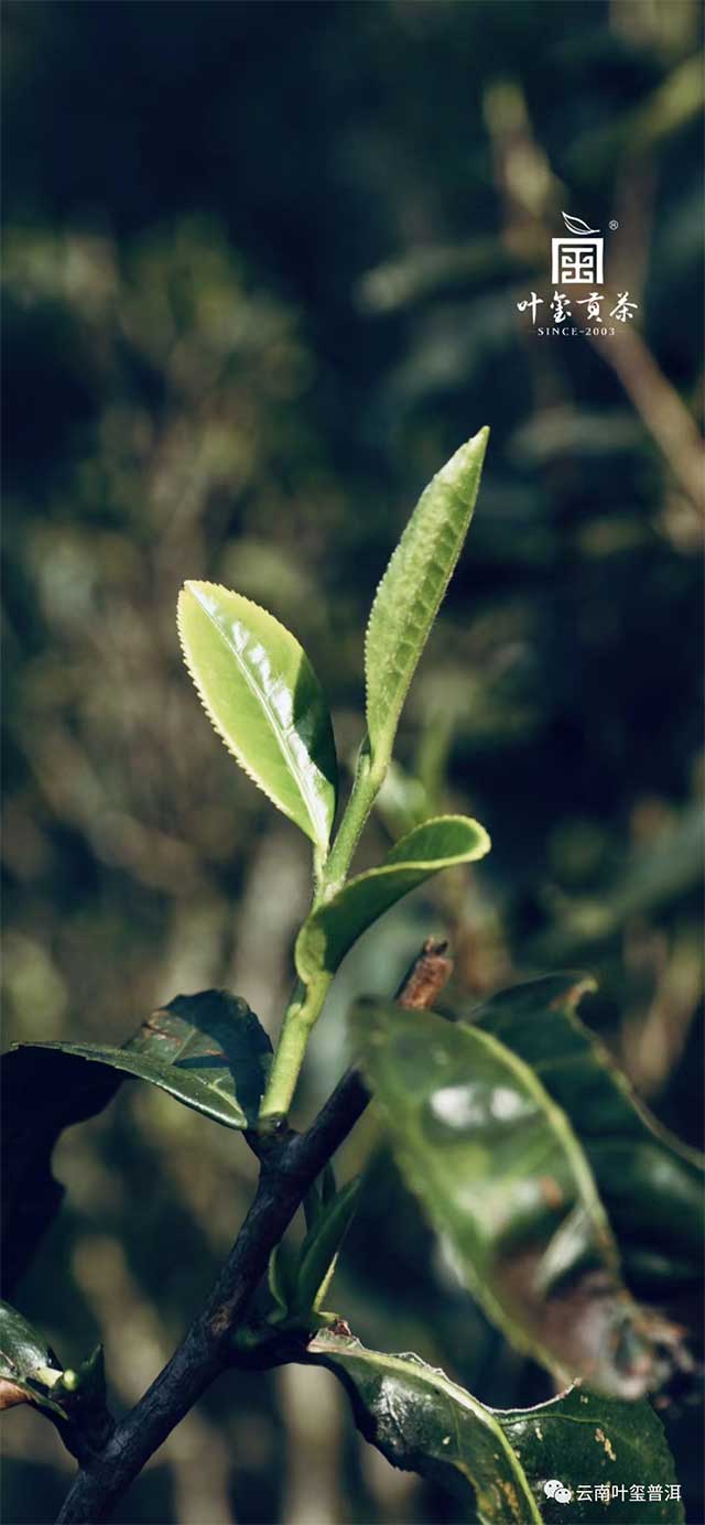 云南叶玺普洱拾年普洱茶品质特点