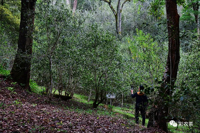 彩农茶白花岭2023头春古树纯料圆茶普洱茶