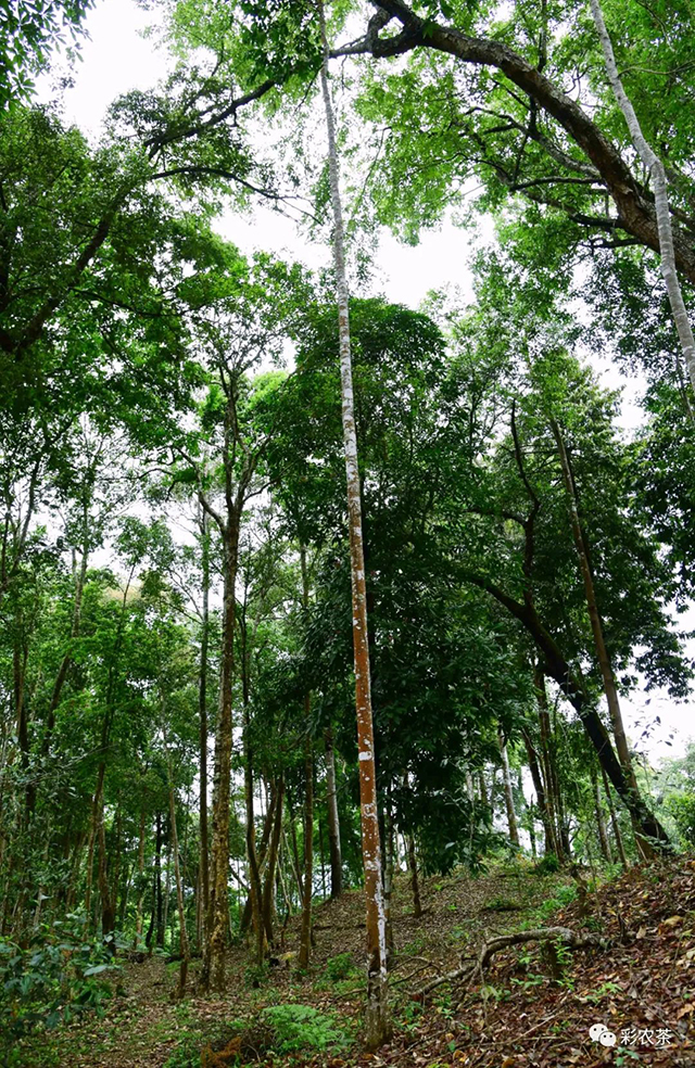 彩农茶白花岭2023头春古树纯料圆茶普洱茶