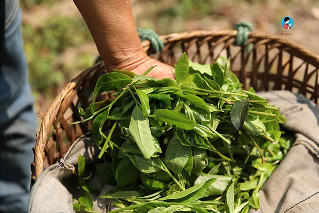 南茗佳人百花潭古树春茶