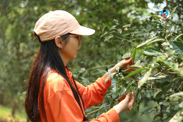 南茗佳人百花潭古树春茶