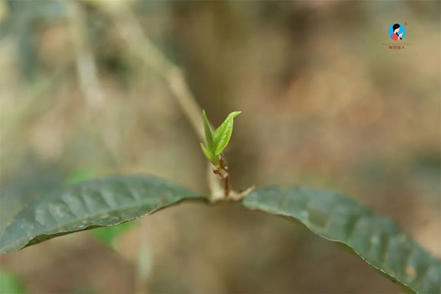 南茗佳人百花潭古树春茶