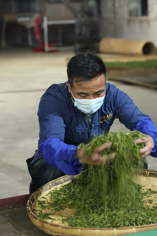 荣瑞祥百藤花林鸡嘴壳古树茶