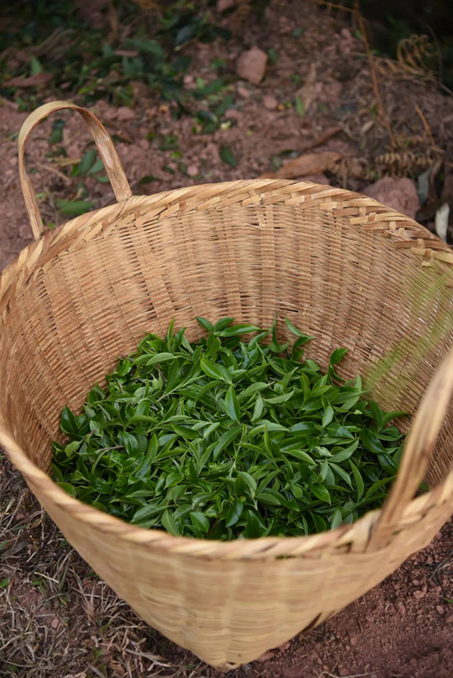 鸡嘴壳古树茶杀青过程