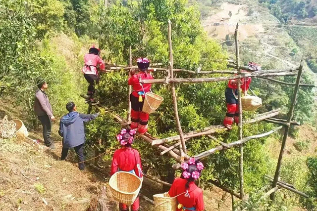 南诏贡茶刷新首届拍卖记录