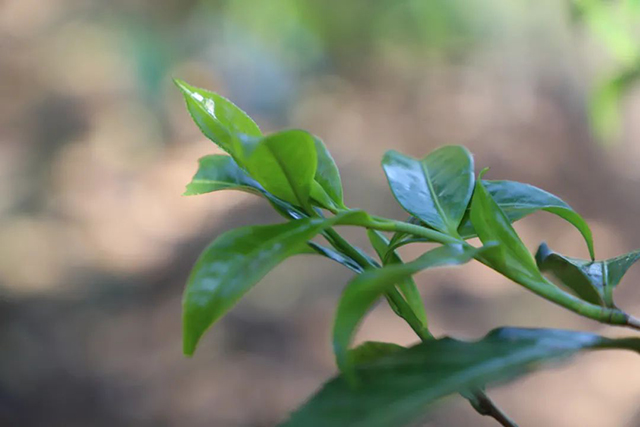 南诏贡茶刷新首届拍卖记录