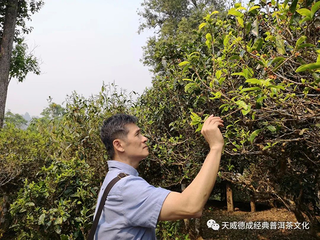 天威德成经典普洱茶文化