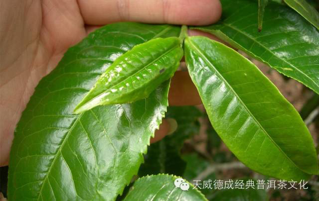 天威德成经典普洱茶文化