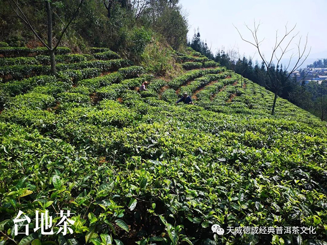 天威德成经典普洱茶文化