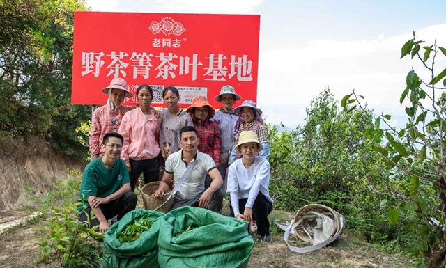 海湾茶业2023入山里春茶季纪实野茶箐限定单株开采