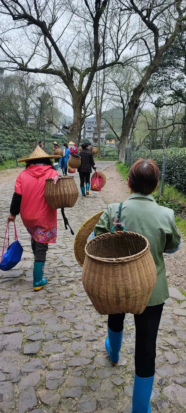 茶周刊春茶中国行