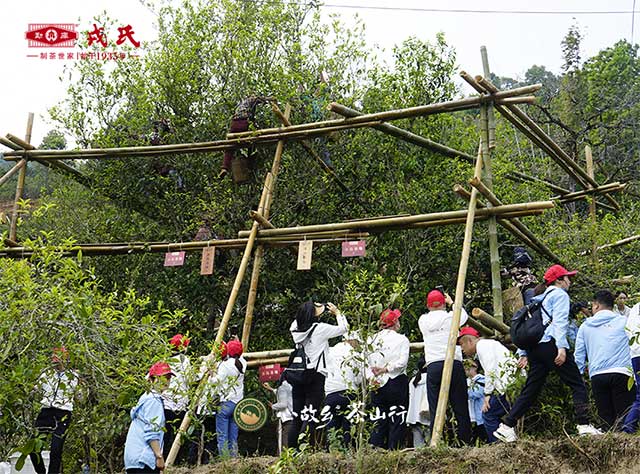 勐库戎氏茶业