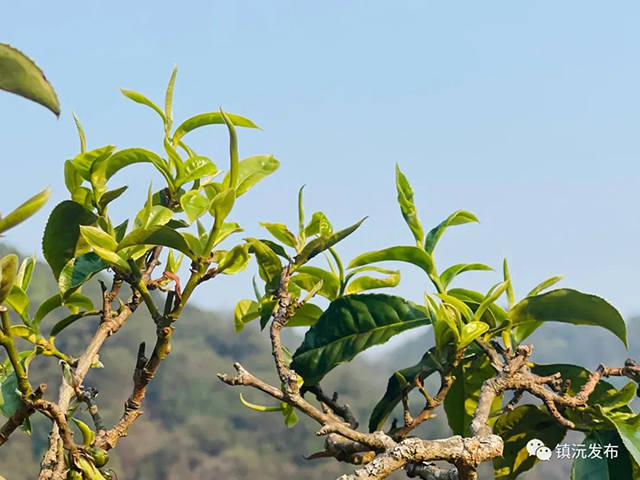 千家寨爷号普洱茶砍盆箐茶区茶叶开采