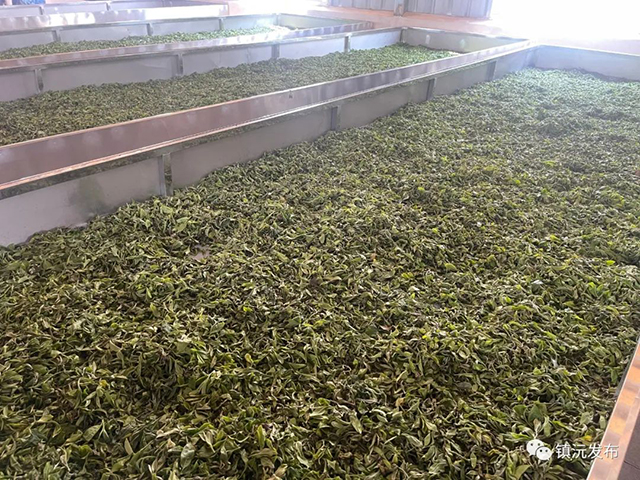 千家寨爷号普洱茶砍盆箐茶区茶叶开采