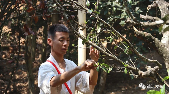 千家寨爷号普洱茶砍盆箐茶区茶叶开采