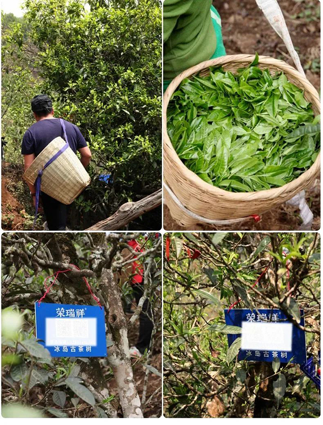 荣瑞祥茶业