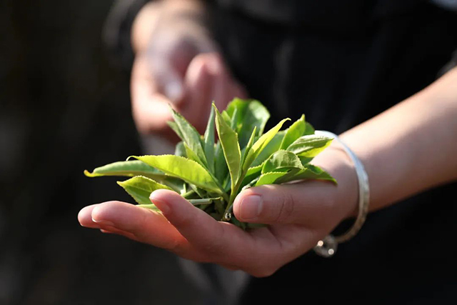 荣瑞祥茶业