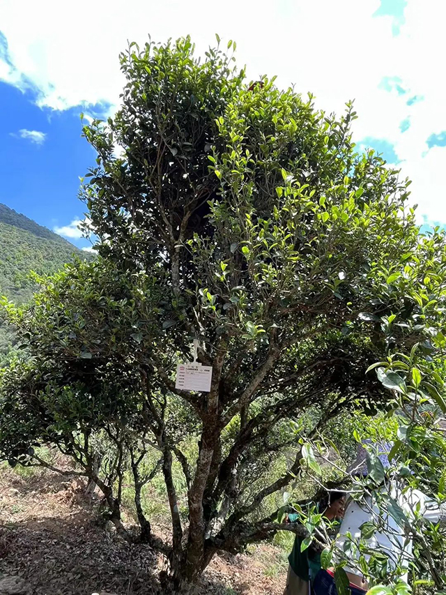 海湾茶业千家寨猫耳朵单株