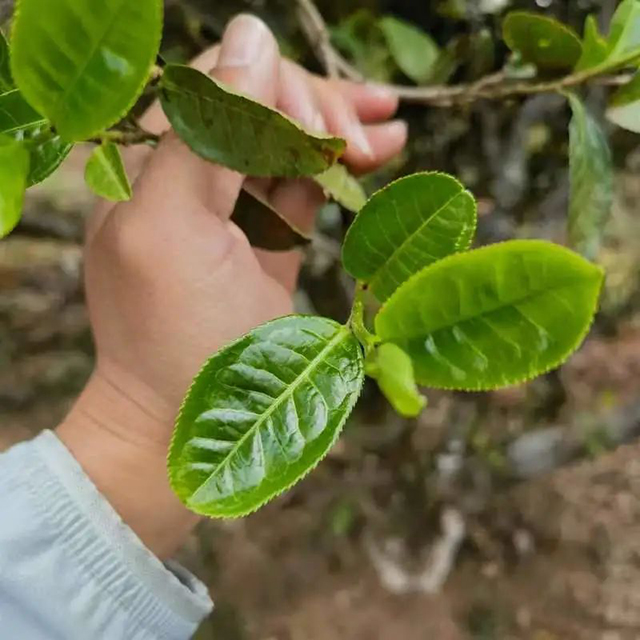 海湾茶业千家寨猫耳朵单株