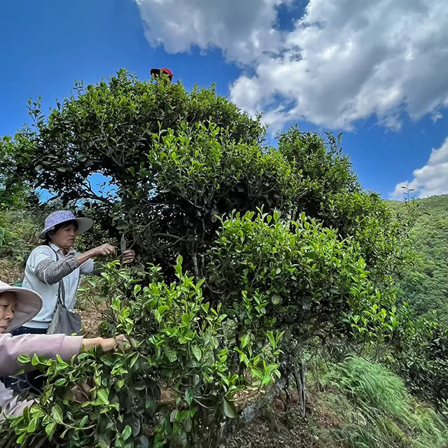 海湾茶业千家寨猫耳朵单株