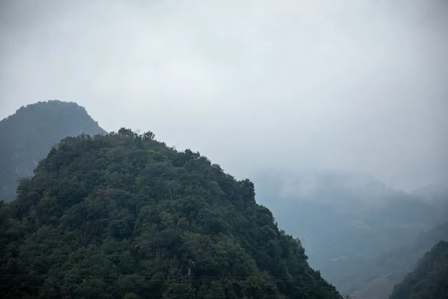 海湾茶业千家寨猫耳朵单株