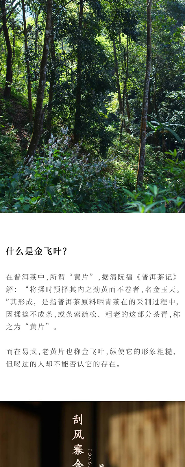 同兴庄园刮风寨金飞叶普洱茶品质特点