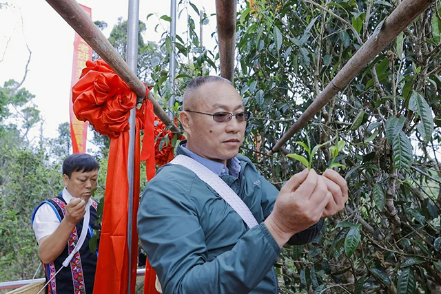 云南农科院茶叶研究所所长何青元带领领导嘉宾对老班章茶后树进行二采三留保护性采摘