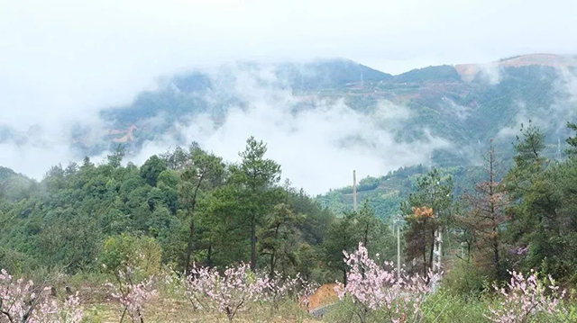 满山的茶园是柘荣茶人的绿色宝藏