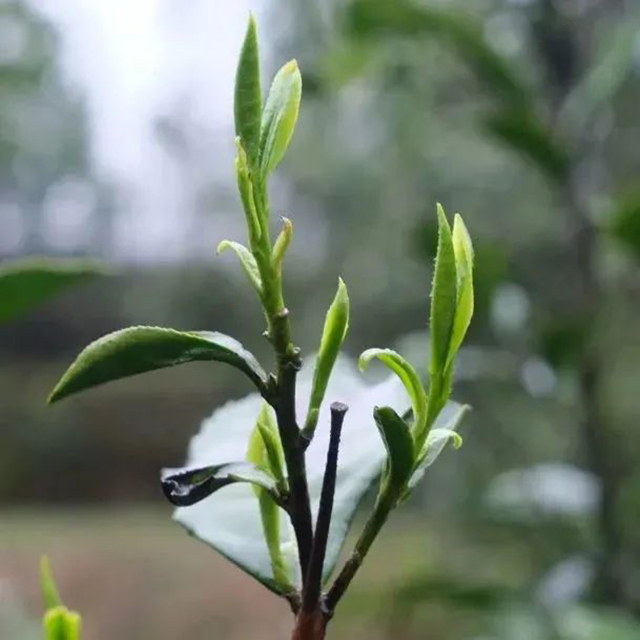 放养茶树茶芽肥壮白毫多