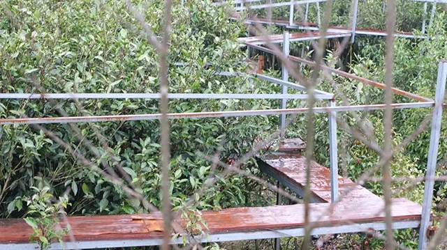 放养茶树茶芽肥壮白毫多