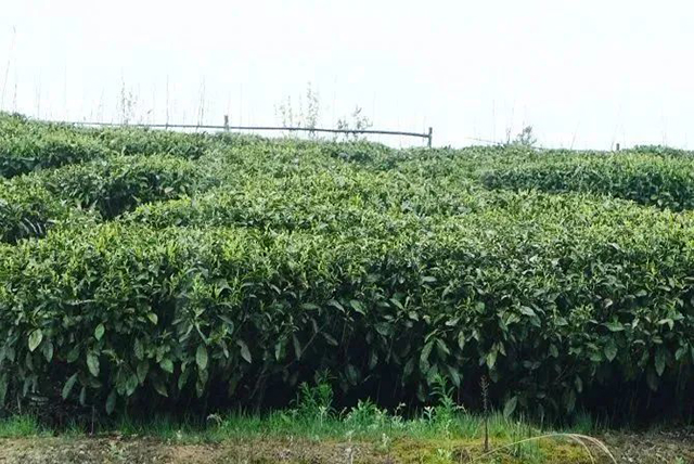 精养茶树