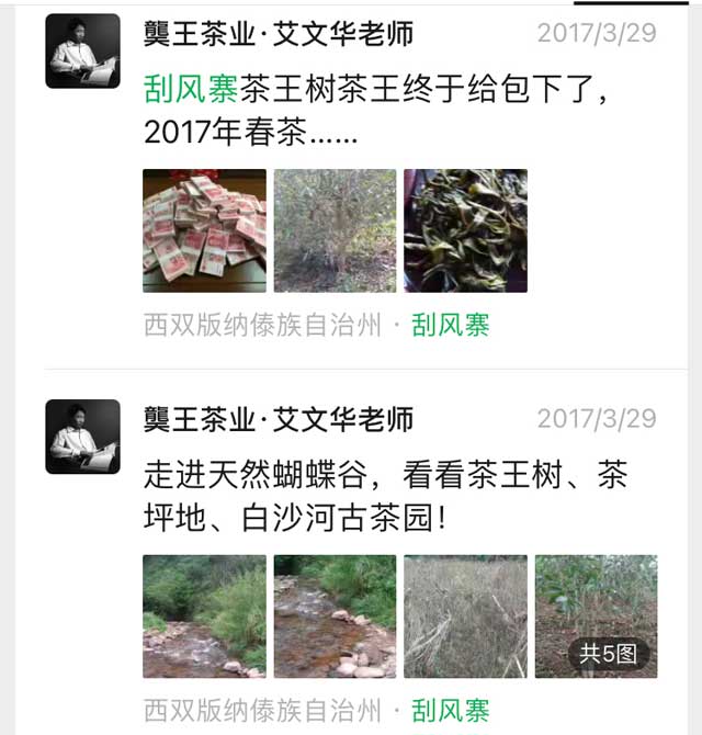 2017年访刮风寨茶区